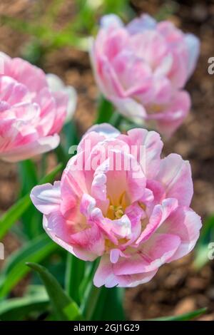 Tulipani rosa doppi, USA Foto Stock