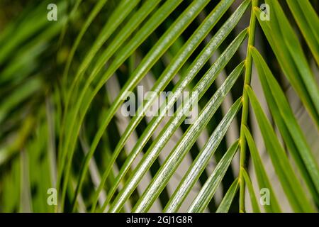 Areca Palm, USA. Foto Stock