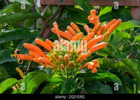 Flame Vine, USA Foto Stock