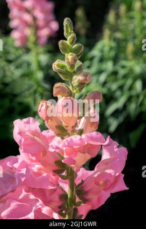 Dentice rosa, Stati Uniti Foto Stock