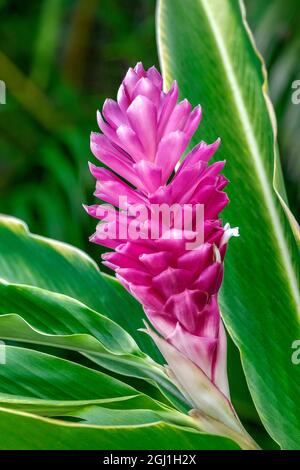 Pianta di zenzero rosa Foto Stock