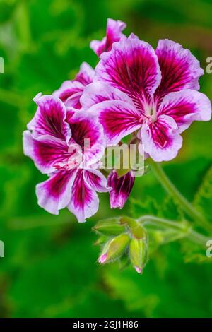 Geranio di uva spina Foto Stock