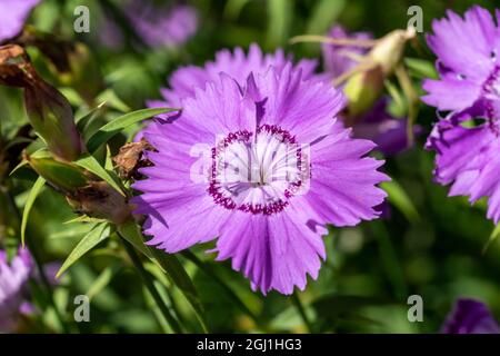 Dianthus amurensis 'siberian Blue' una pianta estiva fiorente con un fiore di colore viola chiaro d'estate, immagine di stock Foto Stock