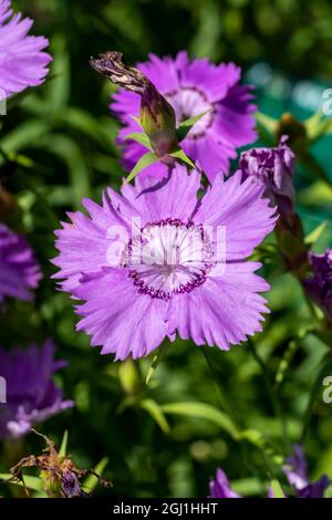 Dianthus amurensis 'siberian Blue' una pianta estiva fiorente con un fiore di colore viola chiaro d'estate, immagine di stock Foto Stock