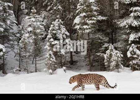 Leopardo amur (Captive) in inverno, Panthera pardus orientalis. Sottospecie di leopardo originaria della regione Primorye della Russia sudorientale e del Jilin P. Foto Stock