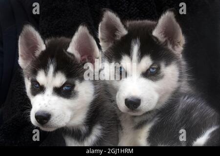 Cuccioli di Husky siberiani da vicino. Foto Stock