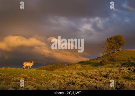 Tempesta di primavera e giovane antilope di pronghorn. Foto Stock