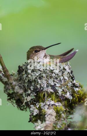 Rufous hummingbird seduto sul nido. Foto Stock