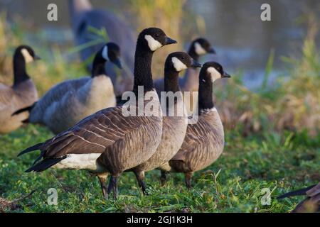 Minore (Cackling) Canadese Foto Stock