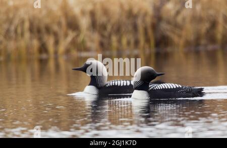 Pacific Loon coppia Foto Stock