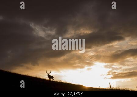 Bull Elk, nuvole tempesta al tramonto Foto Stock