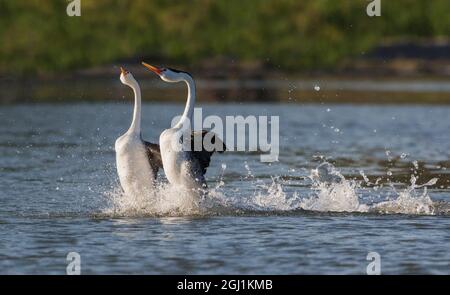 Clark's Grebes, courtship frettolosa Foto Stock