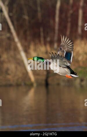Mallard drake di prendere il volo Foto Stock