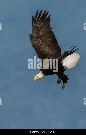 Aquila calva immersioni subacquee Foto Stock