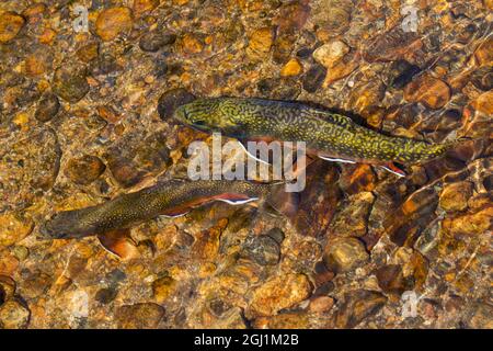 Trota di Brook, stagione della deposizione delle uova Foto Stock