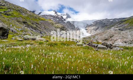 Paesaggio montano con prato di cottongrass e ghiacciaio di Schlatenkees sullo sfondo. Hohe Zaun nel gruppo Venediger, Parco Nazionale degli alti Tauri, Tirolo Orientale, Austria Foto Stock