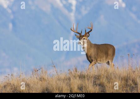 Buck di cervo dalla coda bianca, Western Plains Foto Stock