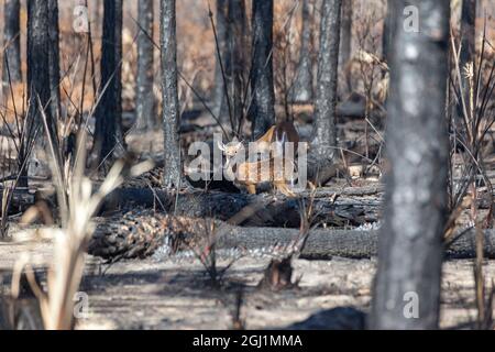 Un caprietto e un pegno dalla coda bianca godono di varie specie di piante bruciate poco dopo un incendio nella foresta. Foto Stock