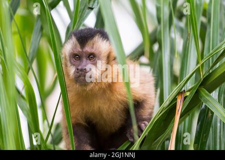 Sud America, Brasile, Mato Grosso do Sul, Bonito, marrone scimmia cappuccino, Cebus apella. Ritratto di un marrone scimmia cappuccino. Foto Stock