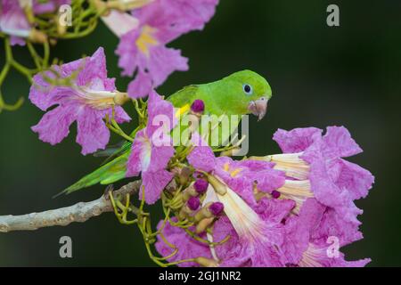 Sud America. Brasile. Un parakeet giallo-chevroned (Brogeris chiriri) che raccoglie i fiori di un albero di tromba rosa (Tabebuia impetiginosa) nel Foto Stock