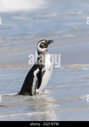 Magellanic Penguin (Spheniscus magellanicus), sulla spiaggia di lasciare l'oceano. America del Sud, Isole Falkland, Gennaio Foto Stock