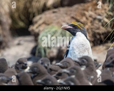 Pinguino macaroni in colonia di pinguini Rockhopper Meridionale a Bleaker Island, Isole Falkland. Foto Stock