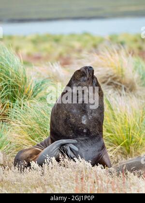 Bue e leone marino della Patagonia nella cintura di tussock, Isole Falkland. Foto Stock