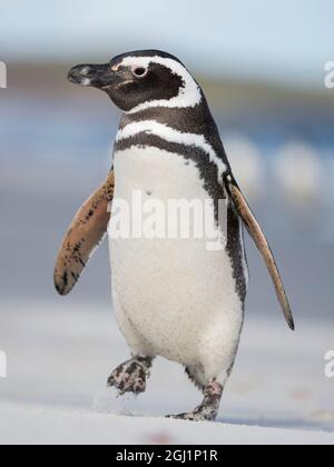 Penguin Magellanico, Isole Falkland. Foto Stock