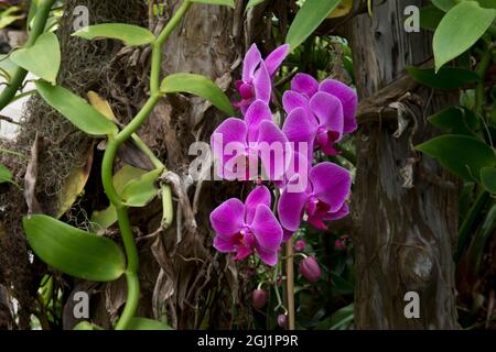 Nord America, USA, Alabama, Mobile, Bellingrath Gardens e Home Conservatory Flowers, Orchid Foto Stock