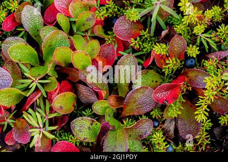 Stati Uniti d'America, in Alaska. Close-up di alpine uva ursina e piante crowberry. Credito come: Don Paulson Jaynes / Galleria / DanitaDelimont.com Foto Stock