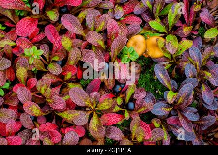 Stati Uniti d'America, Alaska, Dalton Highway. Alpine uva ursina e crowberry. Credito come: Don Paulson Jaynes / Galleria / DanitaDelimont.com Foto Stock