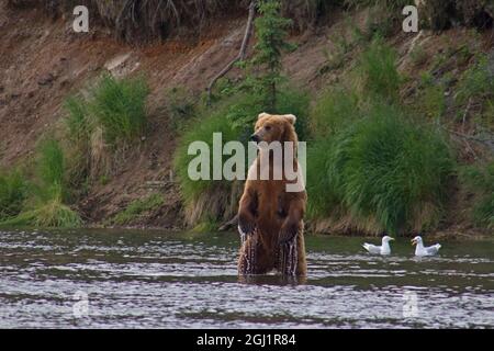 USA, Alaska, Katmai. Orso Grizzly in piedi in verticale in acqua. Foto Stock