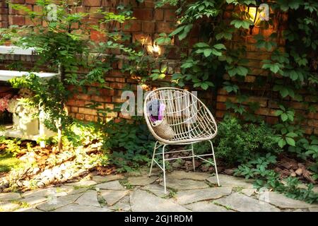 Sedia in vimini rattan all'aperto in giardino. Poltrona in piedi sul cortile con fogliame. Patio autunnale interno. Angolo giardino accogliente. Foto Stock