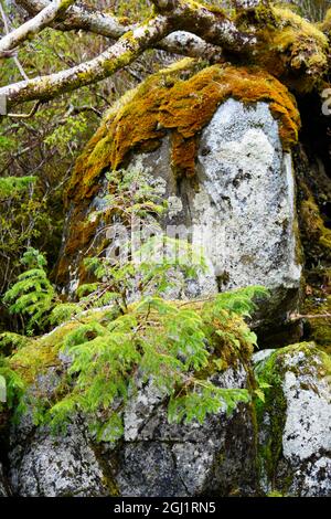 USA, Alaska, Sitka, Sitka abete rosso che cresce da massi con muschio Foto Stock
