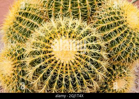 Tucson, Arizona, Stati Uniti. Primo piano di un cactus al White Stallion Dude Ranch Foto Stock