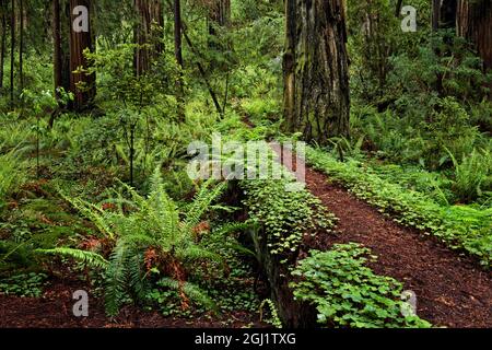 Sentiero attraverso il comune legno di sorgo e sequoie giganti alberi, Stout Memorial Grove, Jedediah Smith Redwoods National and state Park, California Foto Stock