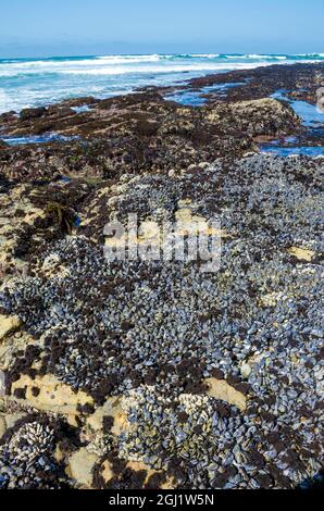 Colonie di mitili nella Riserva Marina di Fitzgerald, California, Stati Uniti Foto Stock