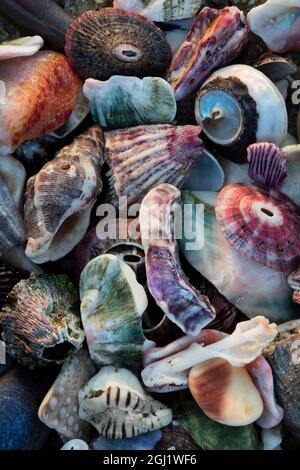 Stati Uniti, California, La Jolla. Conchiglie sulla spiaggia. Credito come: Christopher Talbot Frank Jaynes / Galleria / DanitaDelimont.com Foto Stock