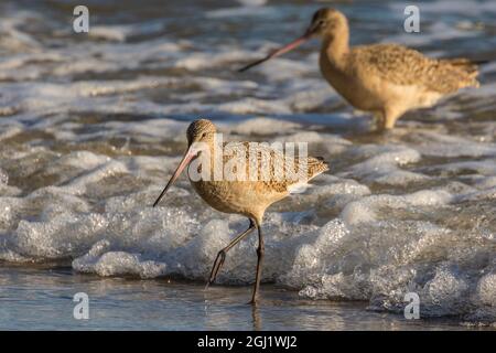 USA, California, San Luis Obispo County. Divorati marmorizzati che si nutrono in surf. Credit as: Cathy & Gordon Illg / Jaynes Gallery / DanitaDelimont.com Foto Stock