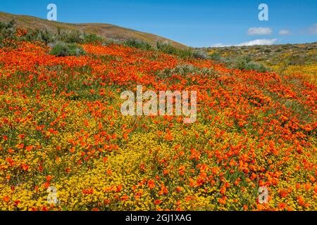 USA, California. Superfiore di papaveri e campi d'oro vicino alla state Poppy Reserve, Lancaster, California Foto Stock