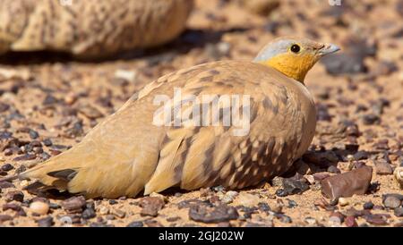 Sandgrouse spotted (Pterocle senegallus), maschio seduto nel deserto di pietra, Sahara, Marocco. Foto Stock