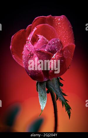 USA, Colorado, Fort Collins. Primo piano del germoglio di rose. Foto Stock