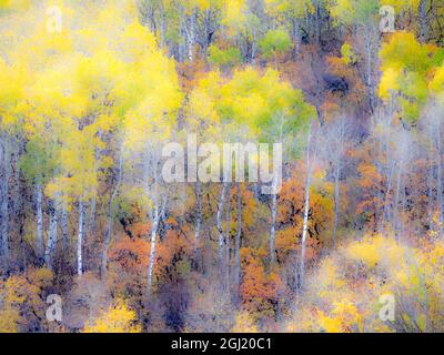 USA, Colorado, San Juan MTS. Giallo e arancio autunno aspens nella foresta nazionale di Gunnison. Foto Stock