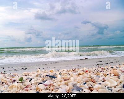 Abbondanza di conchiglie sulle spiagge di Sanibel Island, Florida, USA Foto Stock