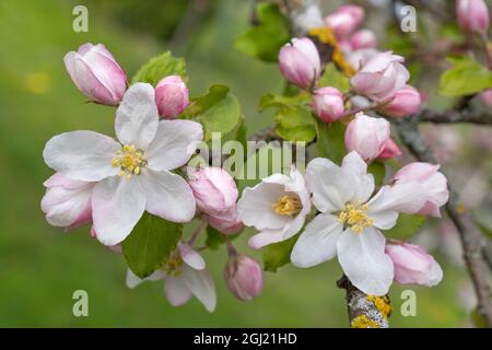 Fiori bianchi e germogli rosa di un albero di mele in primo piano Foto Stock