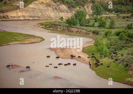 La mandria di bisonti attraversa il fiume Little Missouri nel Theodore Roosevelt National Park, North Dakota, USA. Foto Stock