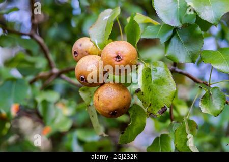Pere maturate su un ramo. Pere su un albero. Pera albero di frutta. Foto Stock