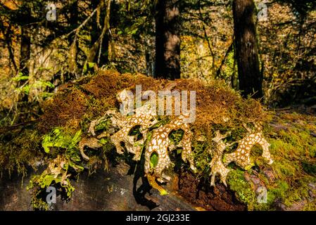 USA, Oregon. Willamette National Forest, muschio, lichen e felci che crescono su 'ceppo infermiera'. Foto Stock