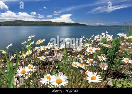 USA, Oregon. Margherite lungo la costa di Tillamook Bay. Foto Stock