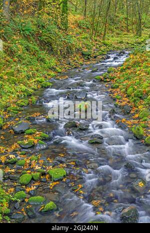 USA, Oregon. Columbia River Gorge National Scenic Area, Gorton Creek e foglie autunnali con foglie cadute di acero bigleaf e muschio rocce coperte e. Foto Stock